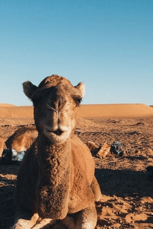 2-Day Adventure to the Zagora Desert From Marrakech - Accommodation and Meal Options