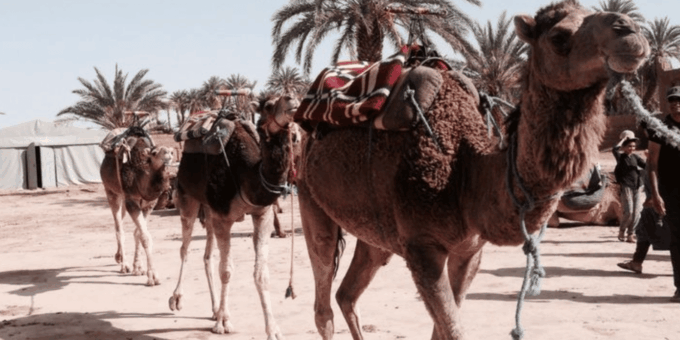 2-Day Adventure to the Zagora Desert From Marrakech - Booking and Reservation Details