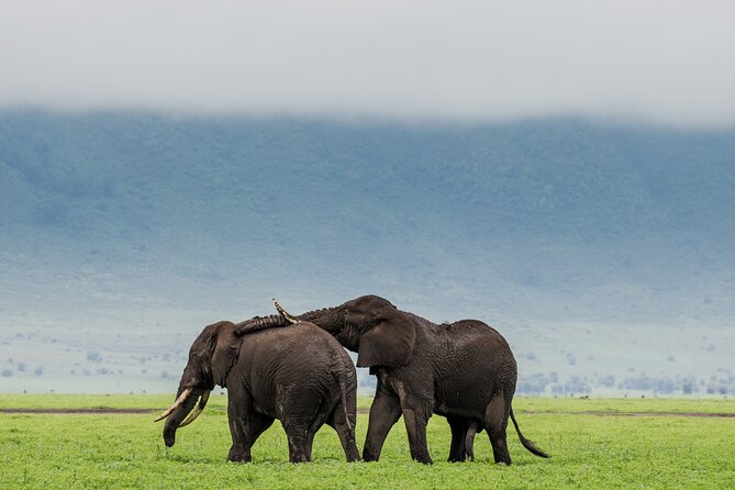 2 Day Budget Safari in Tarangire and Ngorongoro From Arusha - Included Amenities and Services