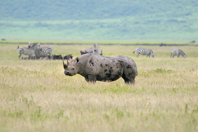 2 Day Budget Safari in Tarangire and Ngorongoro From Arusha - Pickup and Transportation Details