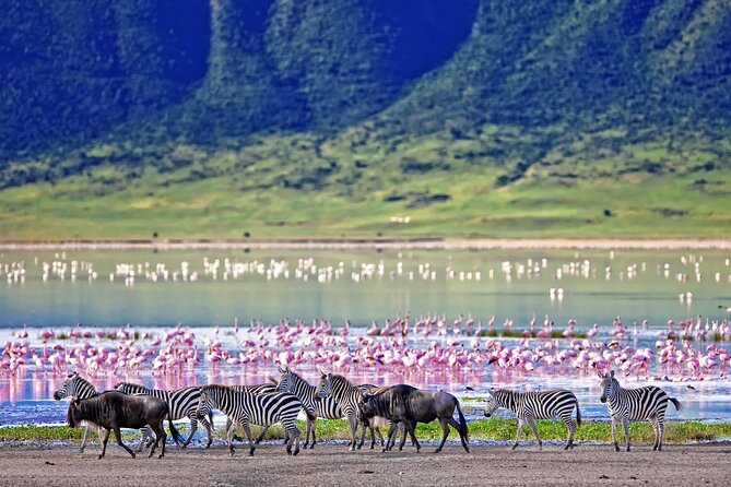 2 Day Budget Safari in Tarangire and Ngorongoro From Arusha - Health and Accessibility Considerations