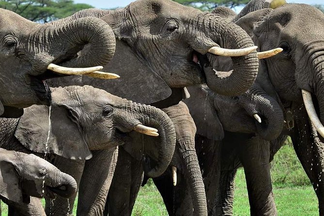 2 Day Camping 4x4 Safari: TARANGIRE & NGORONGORO CRATER - Start Time