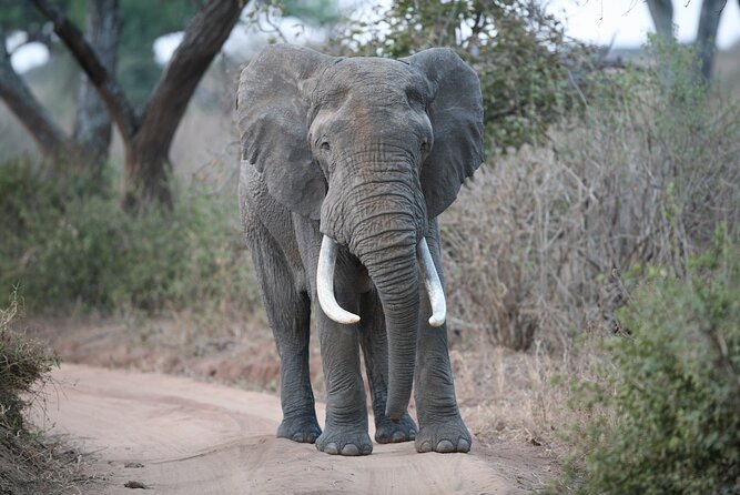 2 Day Camping 4x4 Safari: TARANGIRE & NGORONGORO CRATER - Accessibility Information