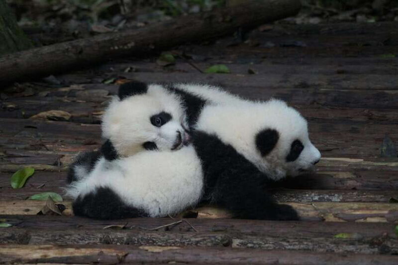 2-Day Chengdu & Mount Qingcheng Heritage Tour - Introduction: What to Expect from This Tour