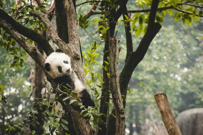 2-Day Chengdu & Mount Qingcheng Heritage Tour - Chengdu’s Cultural Gems: Parks, Streets, and Temples