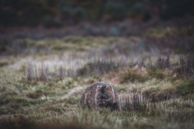 2 day Cradle Mountain and Wineglass Bay - Authentic Traveler Insights  