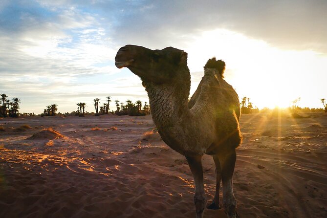 2 Day Desert Tour From Mhamid - Participant Information