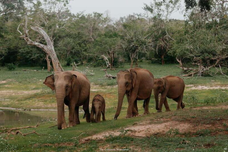 2-Day Ella and Yala Safari: Tour Tour from Colombo - Ravana Falls: Nature’s Cascading Beauty
