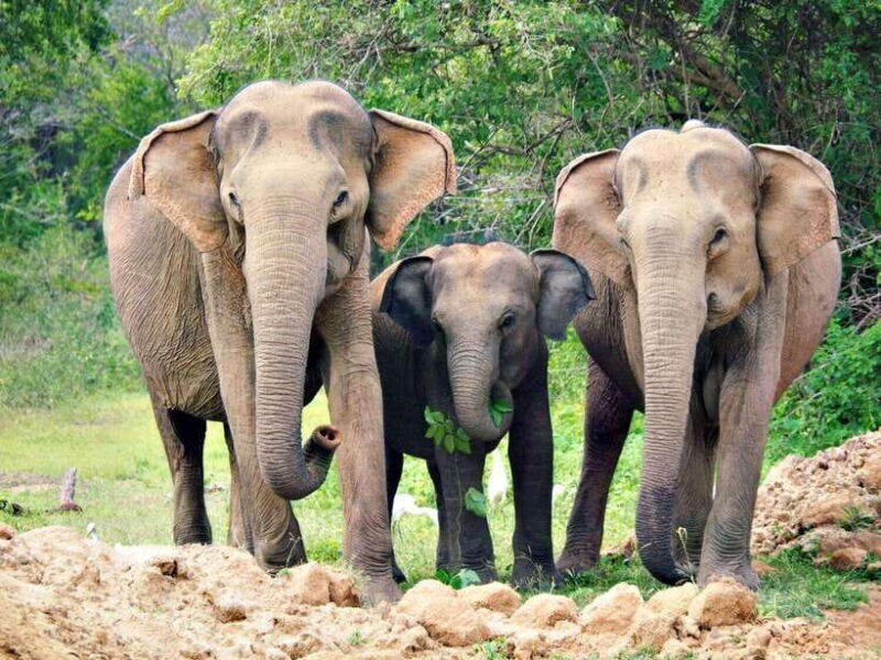 2-Day Ella and Yala Safari: Tour Tour from Colombo - Night in Ella: Relaxed and Authentic