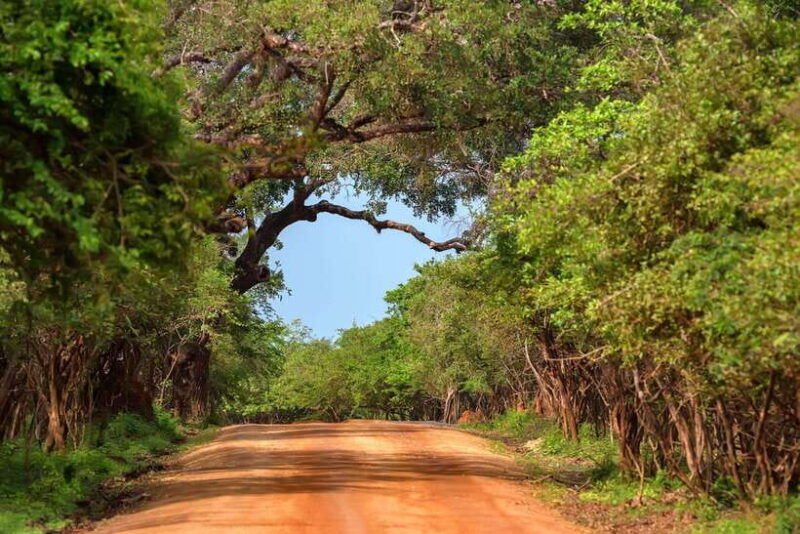 2-Day Ella and Yala Safari: Tour Tour from Colombo - Day 2: Safari Adventure in Yala National Park