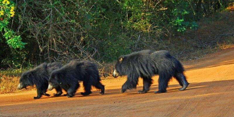 2-Day Ella and Yala Safari: Tour Tour from Colombo - Analyzing the Value