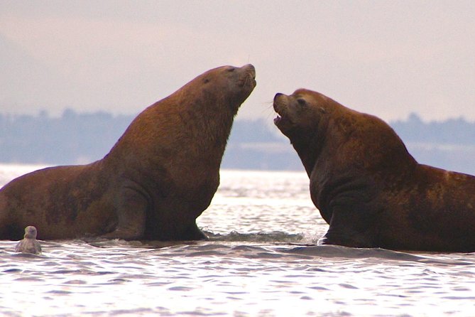 2-Day Fully-Catered Kayak Camping Trip in the San Juan Islands - Meal Highlights