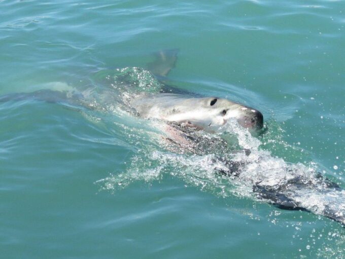2-Day Garden Route Bungee Jump, Zipline & Shark Diving Tour - Frequently Asked Questions