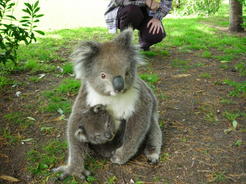2 Day Great Ocean Road Small Group Tour - Recommendations