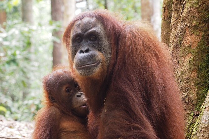 2-Day Jungle Trekking & Rafting in North Sumatra - Day 1: Jungle Trekking