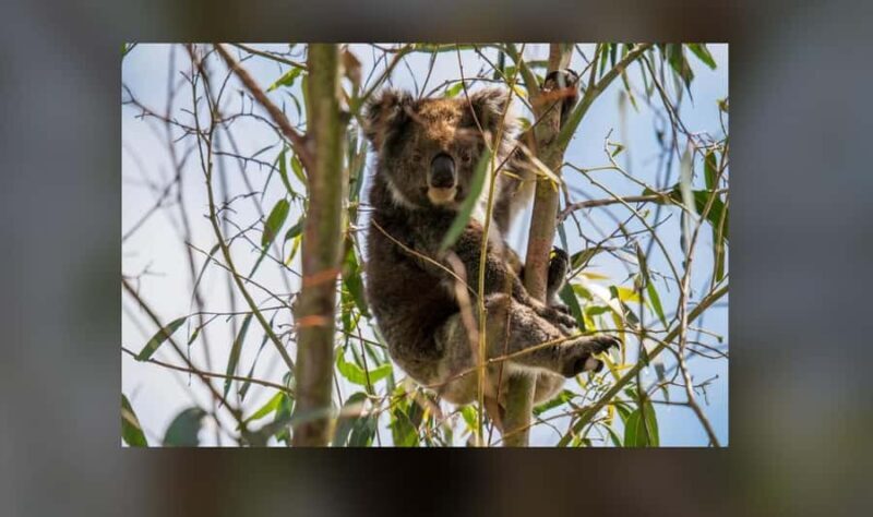 2-Day Kangaroo Island Private Tour - Key Points