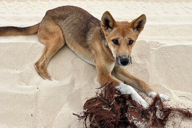 2 Day Kgari Fraser Island Small Group Camping Tour - Final Thoughts