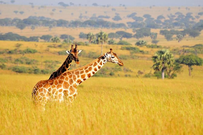 2 Day - Murchison Falls National Park Big 5 Safari - Key Points
