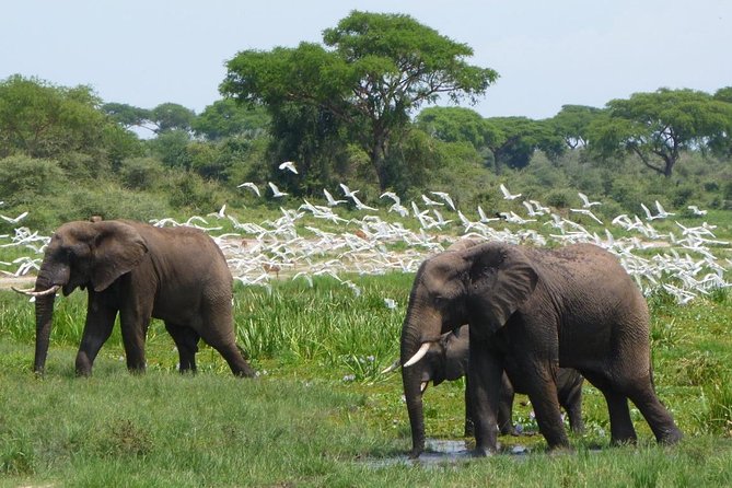 2 Day - Murchison Falls National Park Big 5 Safari - Accessibility Information