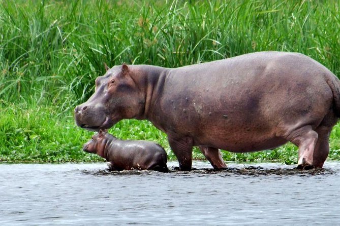 2 Day - Murchison Falls National Park Big 5 Safari - Customer Experiences