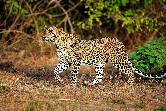 2 Day - Murchison Falls National Park Big 5 Safari - Frequently Asked Questions