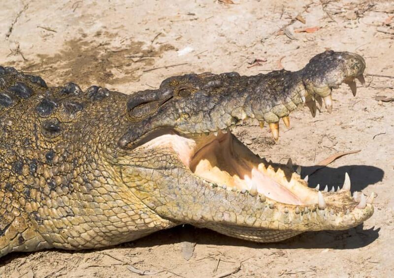 2-Day Paronella Park & Tablelands Tour+Cape Tribulation Tour - FAQ