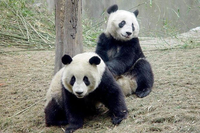 2-Day Private Chengdu Panda Tour - Accessibility Features