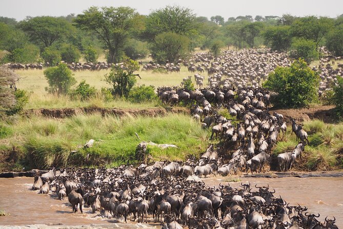 2-Day Private Tour in Masai Mara With Pick up - Pickup Locations and Schedule