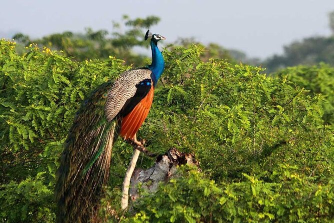 2 Day Private Tour of Yala & Udawalawe (Double Safari Tour) - All Inclusive - Day 1: Yala Safari