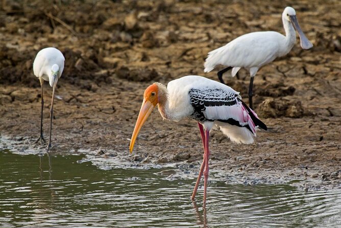 2 Day Private Tour of Yala & Udawalawe (Double Safari Tour) - All Inclusive - Traveler Experiences
