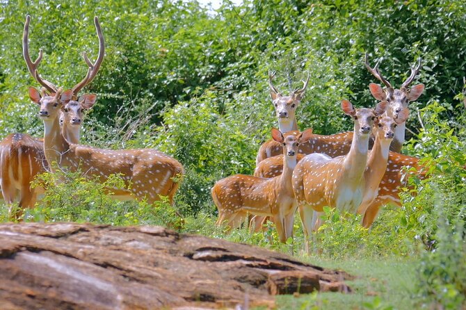2 Day Private Tour of Yala & Udawalawe (Double Safari Tour) - All Inclusive - Booking Information