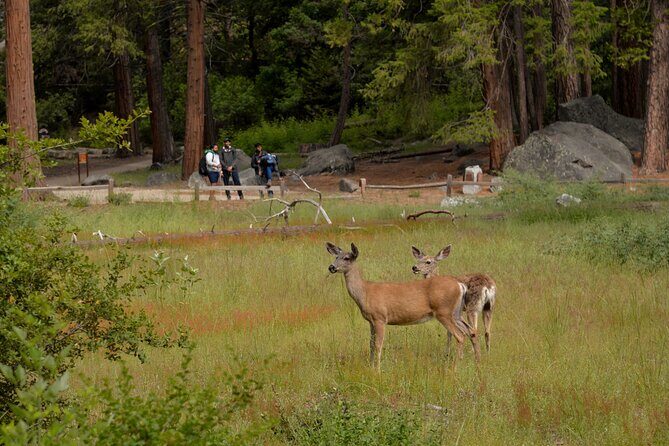 2 Day Private Tour to Yosemite National Park - Who Will Love This Tour?