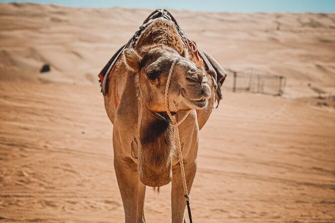2-Day Private Wahiba Sands Desert Camping Tour From Muscat - Relaxing at Wadi Canyon