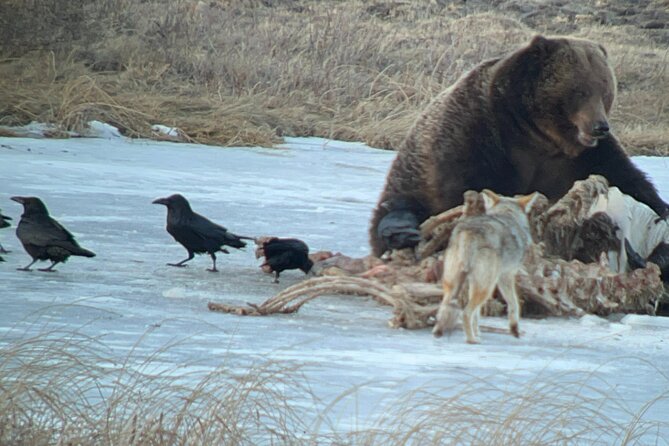 2-Day Private Yellowstone Tour(Lower and Upper Loops W Iconic Sites) W Lunch - Personalized Tour Experience