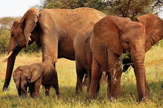 2-Day Safari in Taita Hills From Mombasa - Included Meals and Activities