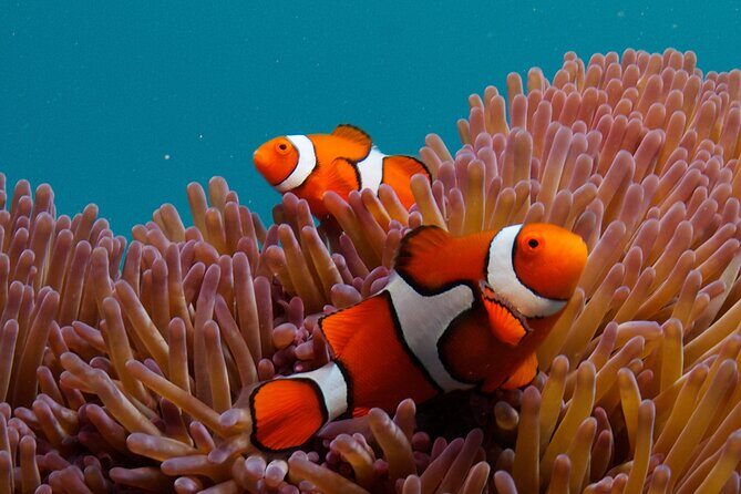 2-Day Snorkelling Experience - Great Barrier Reef Twin Share - Authentic Insights from Travelers