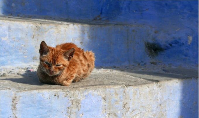 2-Day Tour From Fes: Volubilis, Meknès & Chefchaouen - Day 2 Itinerary