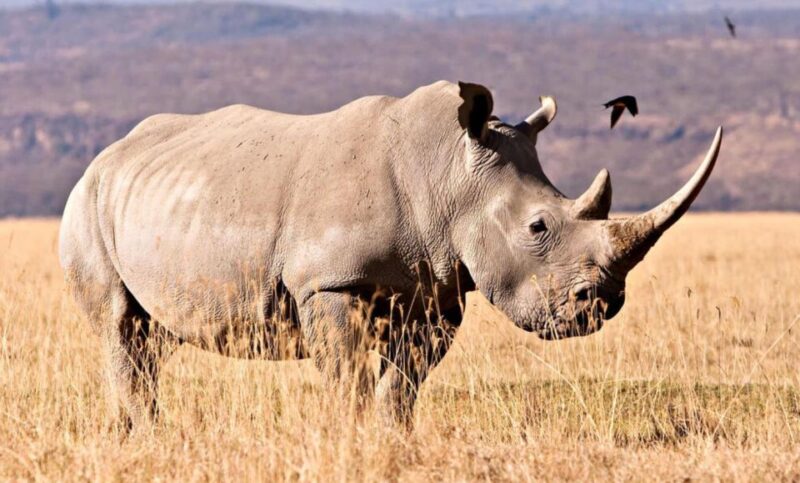 2 Day Tour Tala Ga Reserve & Drakensberg Mountains Fr Durban - Explore Tala Game Reserve