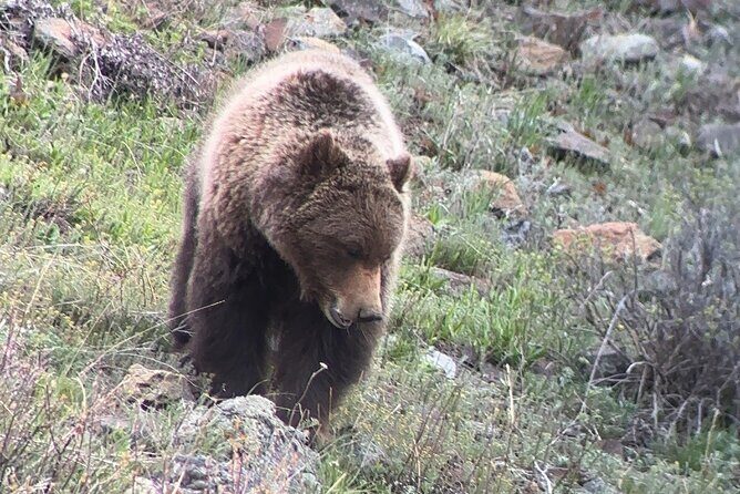 2 Day Yellowstone Safari Upper and Lower Loop Bozeman - Exploring the 2 Day Yellowstone Safari from Bozeman: A Practical Review