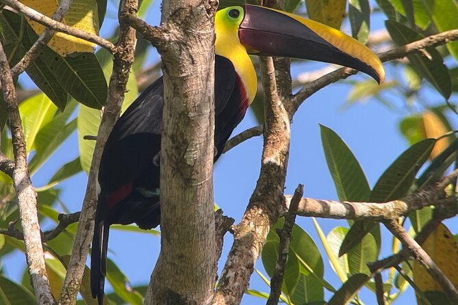 2 Days 1 Night Corcovado Jungle Adventure Sirena Ranger Station - Sighting Diverse Wildlife