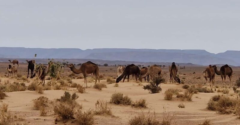 2 Days 1 Night Mhamid Sahara Desert - Good To Know