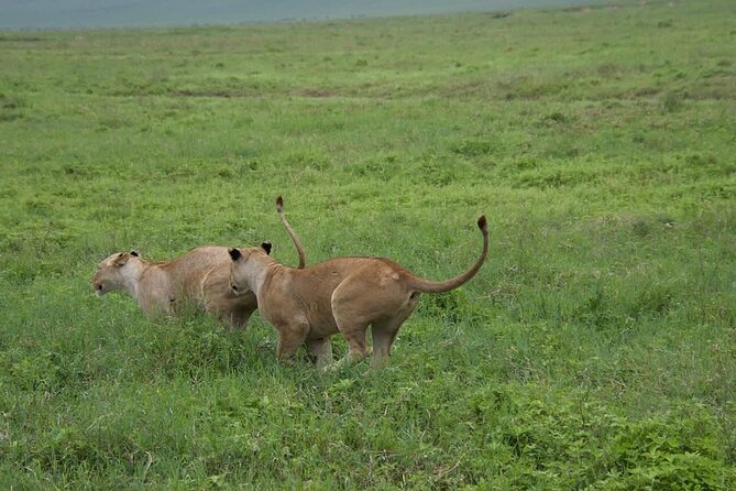 2 Days 1 Night Mikumi National Park: a Perfect Private Safari - Whats Included and Excluded