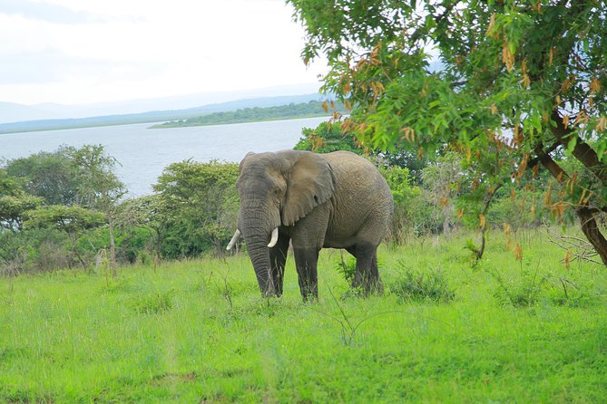 2 Days Akagera Wildlife Safari - Health and Safety Measures