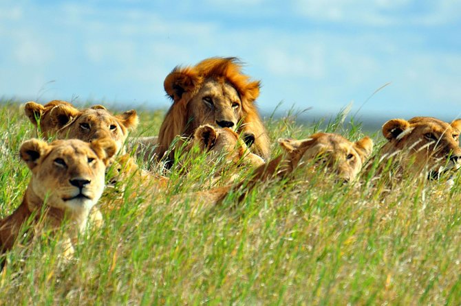 2 Days Amboseli National Park Safari - Discover Diverse Wildlife Wonders