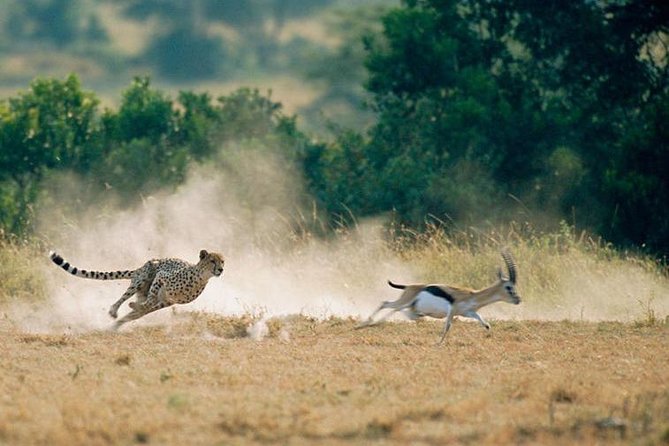 2 Days Amboseli National Park Safari - Engage With the Maasai Community