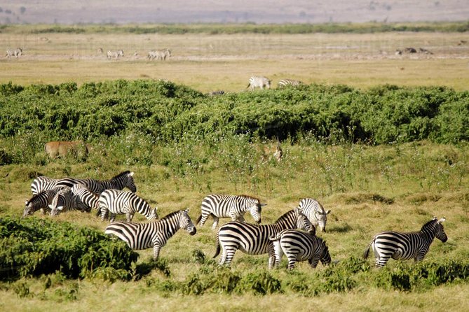 2 Days Amboseli National Park Safari - Detailed Itinerary and Logistics