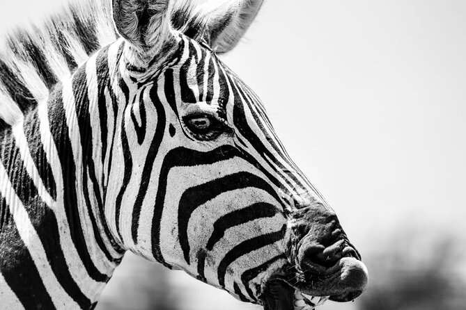 2 Days Amboseli Park Overnight Private Safari - Frequently Asked Questions