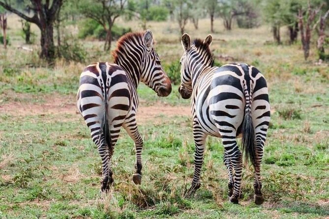 2 Days and 1 Night Mikumi Safari Private Tour - Booking Information