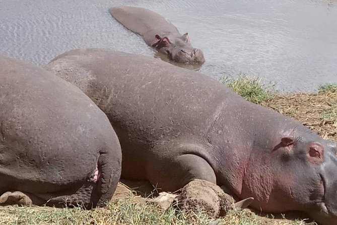 2 Days Camping Safari, Lake Manyara & Ngorongoro Crater - Traveler Reviews