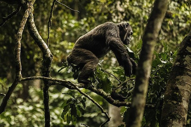 2 Days Chimpanzees Trekking Tour and Canopy Walk Adventure - Accommodation and Meals
